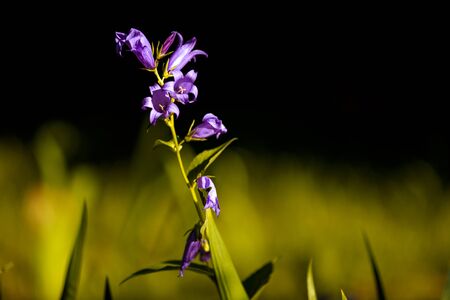 Purple flower on blurred backgroundの写真素材