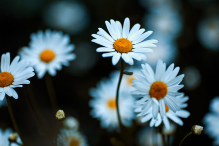 Camomile on blurred garden background