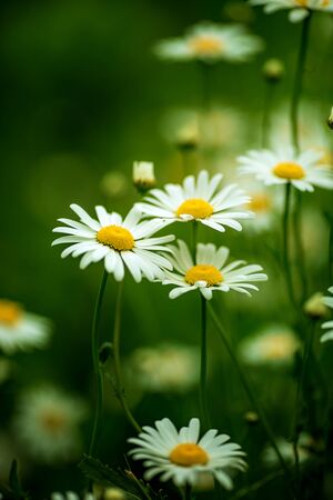 Camomile on blurred garden backgroundの写真素材