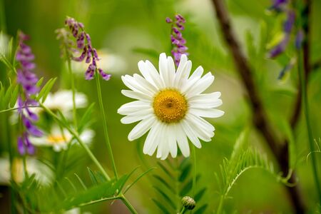Camomile on blurred garden backgroundの写真素材
