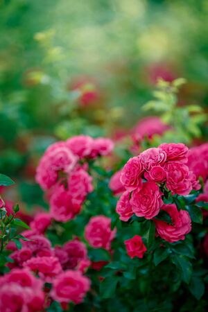 Bright pink roses background.Pink roses background.Pink rose in the garden.Beautiful pink rose in the garden.Pink roses in the parkの写真素材