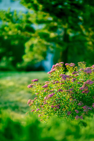 Blurred park, natural background