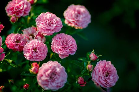 Bright pink roses background.Pink roses background.Pink rose in the garden.Beautiful pink rose in the garden.Pink roses in the parkの写真素材