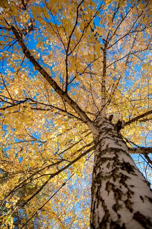 birch tree in autumn on a background of blue skyの写真素材