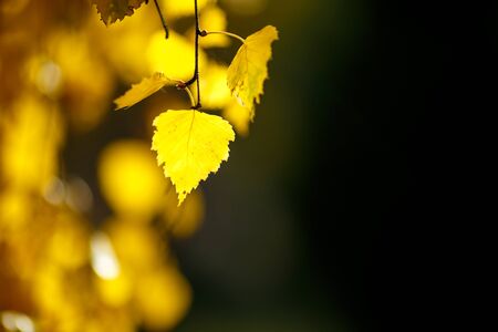 autumn leaves for use as a backgroundの写真素材