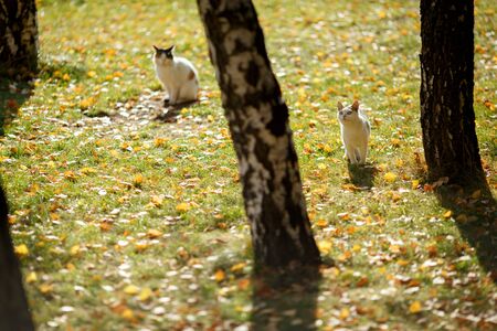 cats on autumn foliageの写真素材