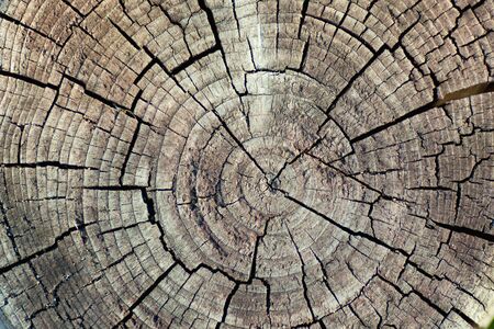 Cross section of tree trunk showing growth rings on natural background. log. timber wood textureの写真素材