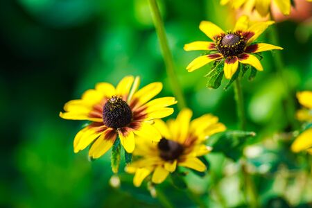 Beautiful flowers on green backgrounds used for wallpaper or wallpaper with space for textの写真素材