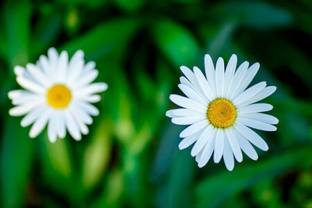Beautiful flowers on green backgrounds used for wallpaper or wallpaper with space for textの写真素材