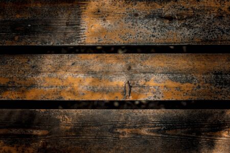 Natural wooden texture of section of an old treeの写真素材