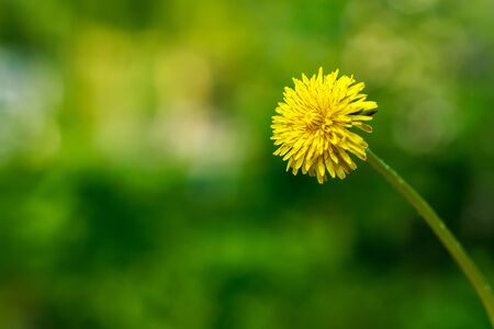Yellow dandelion in the sun on a green backgroundの写真素材