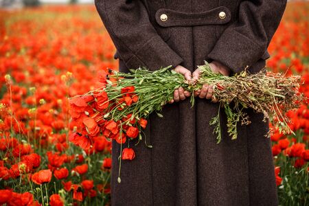 red poppies in hands in spring fieldの写真素材