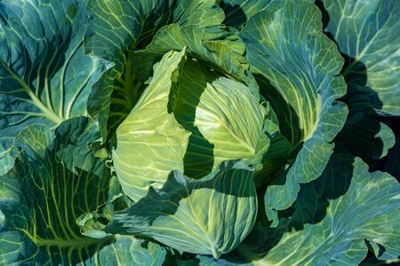 environmentally friendly cabbage product on the bedの写真素材