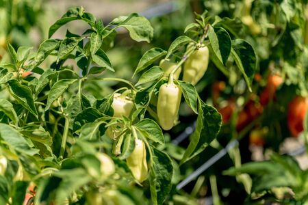 growing bulgarian pepper in a garden gardenの写真素材