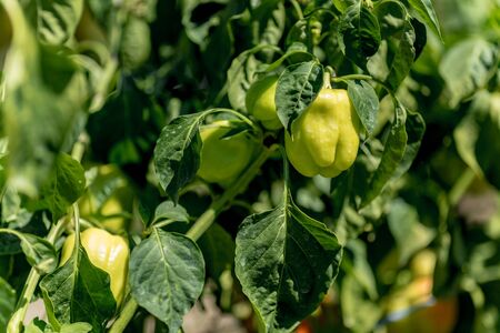 growing bulgarian pepper in a garden gardenの写真素材