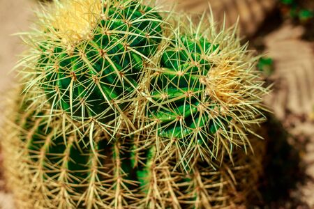 green cactus growing in the sand with a fern on the backgroundの写真素材