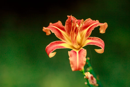 orange flower on a green background use for background