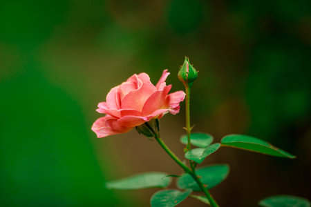 pink flower on a green background use for backgroundの写真素材