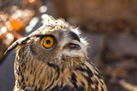 owl looks with surprise bird on nature