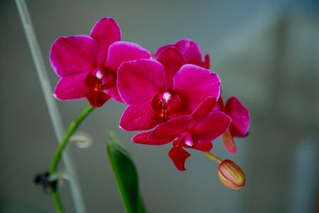 Phalaenopsis orchid. Beautiful flowers macro. Selective focusの写真素材