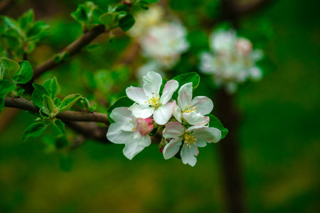 white flowers on apple in spring