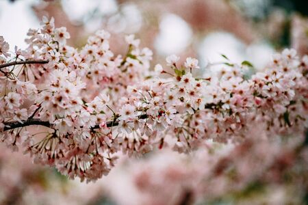 blooming apple tree, pink flowers on the treeの写真素材