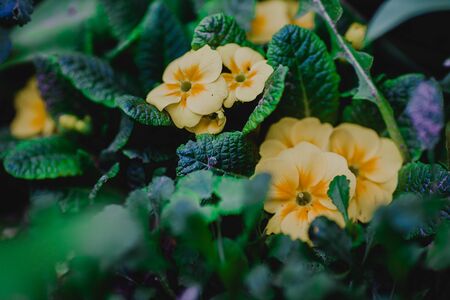 yellow flowers in the home garden, on a green background, spring timeの写真素材