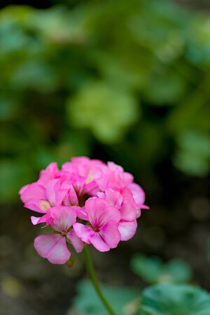 flowers in the home garden, geranium on a green background, spring timeの写真素材