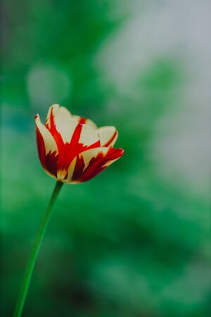 flowers in the home garden, tulip on a green background, spring timeの写真素材