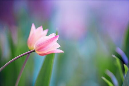 flowers in the home garden, tulip on a green background, spring timeの写真素材