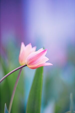 flowers in the home garden, tulip on a green background, spring timeの写真素材