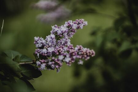 purple flowers in the home garden, lilac on a green background, spring timeの写真素材