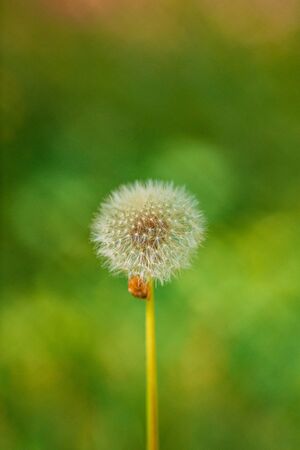 flowers in the home garden, dandelion on a green background, spring timeの写真素材