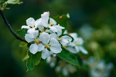 flowering tree apple tree, spring timeの写真素材