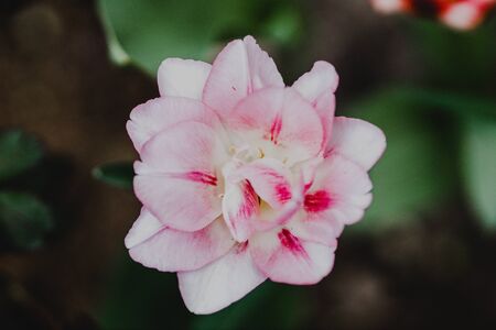 flowers in the home garden, tulip on a green background, spring timeの写真素材