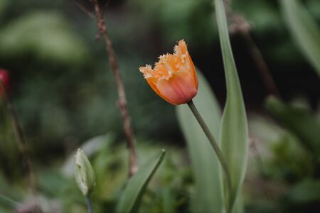 flowers in the home garden, tulip on a green background, spring timeの写真素材