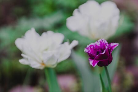 flowers in the home garden, tulip on a green background, spring timeの写真素材