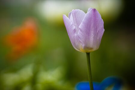 flowers in the home garden, tulip on a green background, spring timeの写真素材