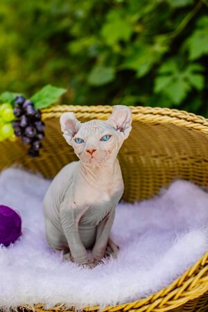 Sphynx hairless cat in nature. Sphinx in a wooden basket in the garden.の写真素材
