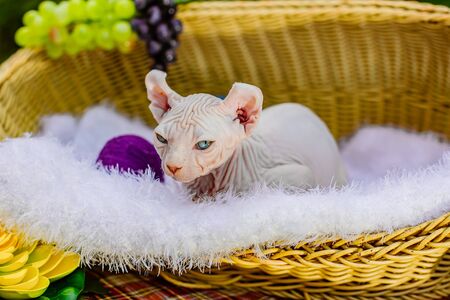 Sphynx hairless cat in nature. Sphinx in a wooden basket in the garden.の写真素材