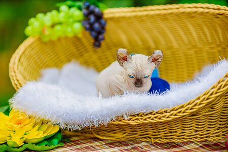 Sphynx hairless cat in nature. Sphinx in a wooden basket in the garden.の写真素材