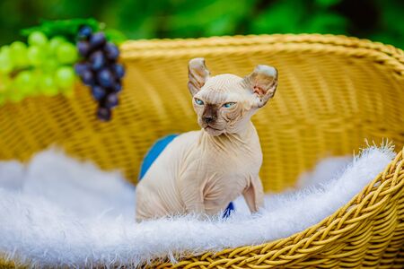 Sphynx hairless cat in nature. Sphinx in a wooden basket in the garden.の写真素材