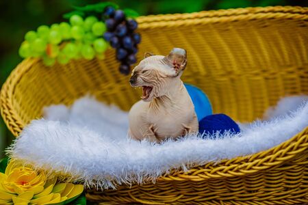 Sphynx hairless cat in nature. Sphinx in a wooden basket in the garden.の写真素材