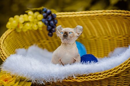 Sphynx hairless cat in nature. Sphinx in a wooden basket in the garden.の写真素材