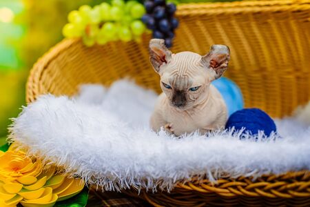 Sphynx hairless cat in nature. Sphinx in a wooden basket in the garden.の写真素材