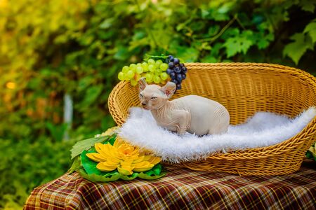 Sphynx hairless cat in nature. Sphinx in a wooden basket in the garden.の写真素材