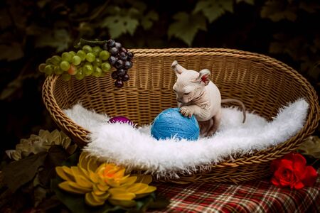 Sphynx hairless cat in nature. Sphinx in a wooden basket in the garden.の写真素材