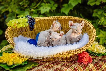 Sphynx hairless cat in nature. Sphinx in a wooden basket in the garden.の写真素材