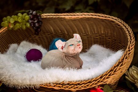 Sphynx hairless cat in nature. Sphinx in a wooden basket in the garden.の写真素材