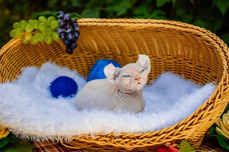 Sphynx hairless cat in nature. Sphinx in a wooden basket in the garden.の写真素材